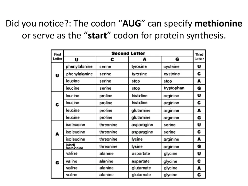 did you notice the codon aug can specify