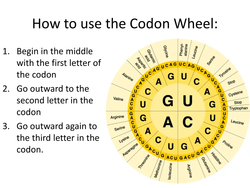 how to use the codon wheel