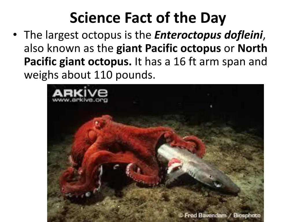 science fact of the day the largest octopus