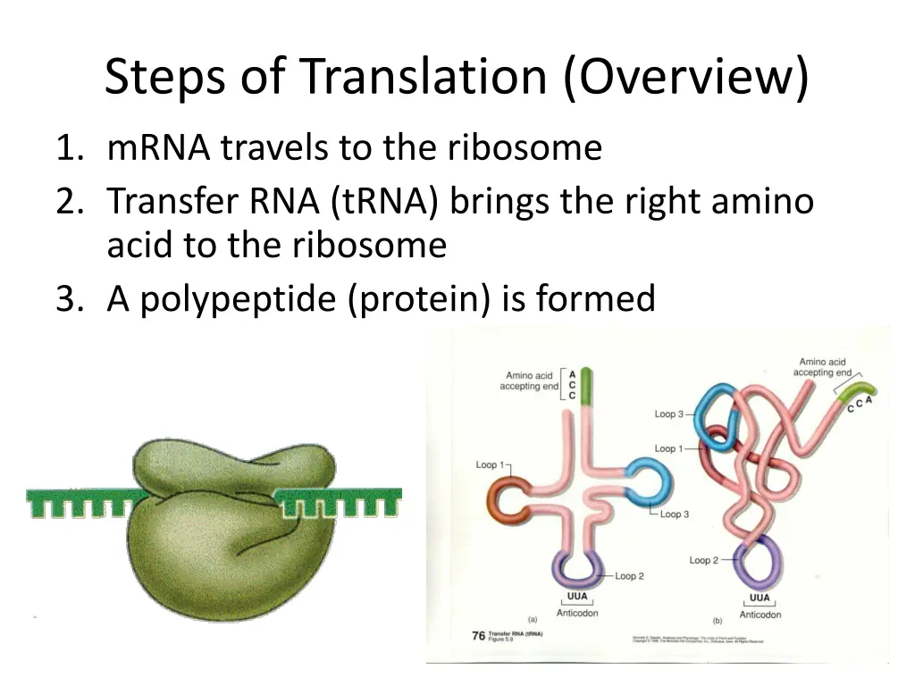 steps of translation overview