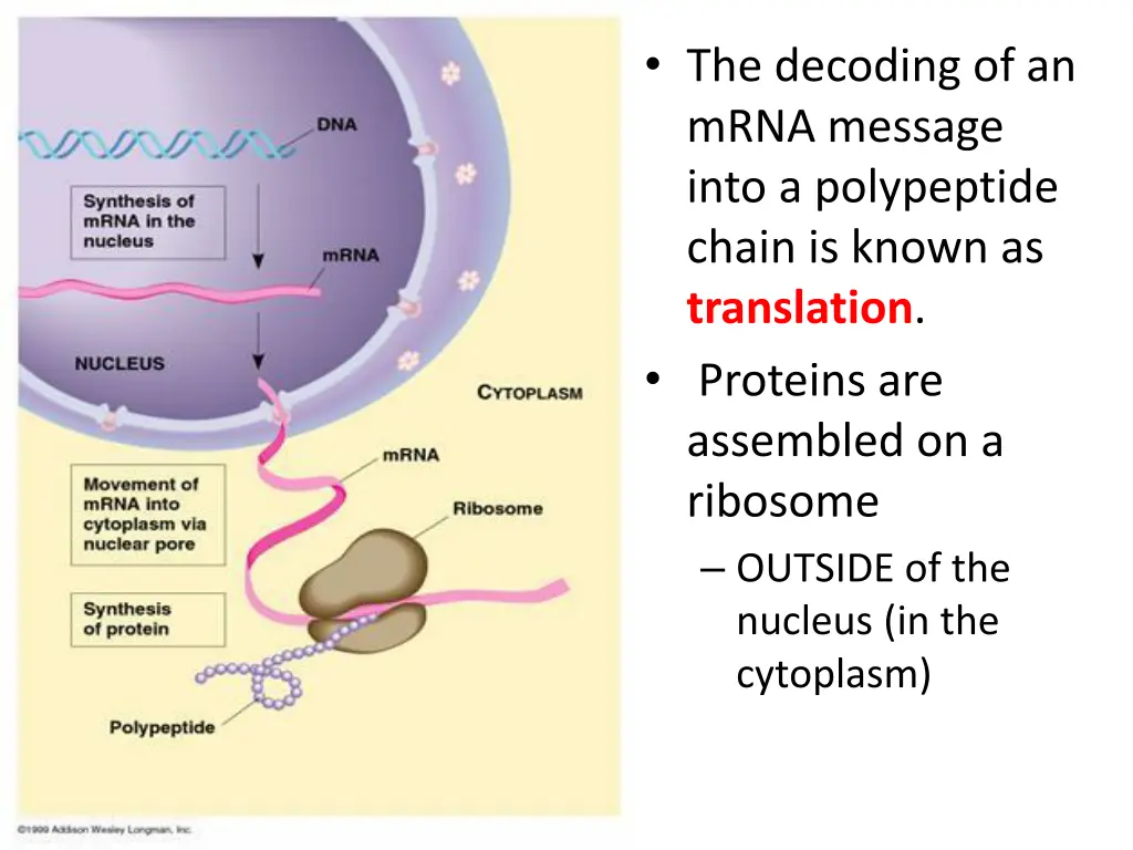 the decoding of an mrna message into