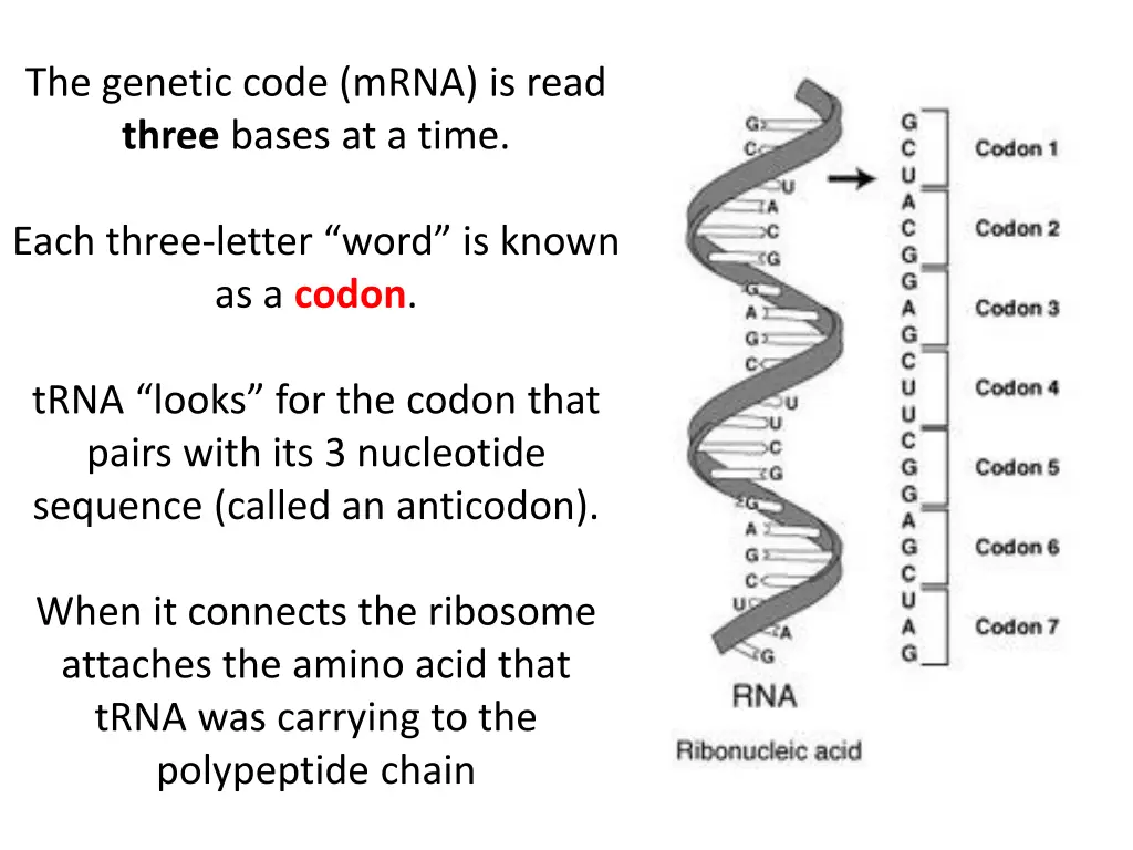 the genetic code mrna is read three bases