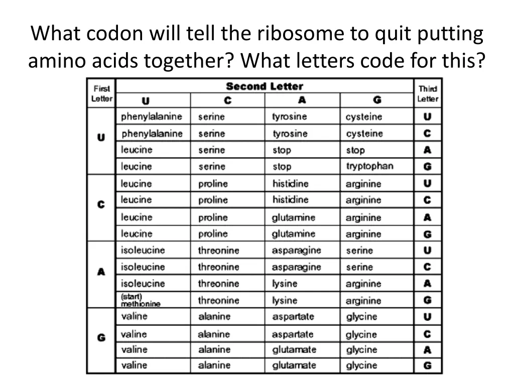 what codon will tell the ribosome to quit putting