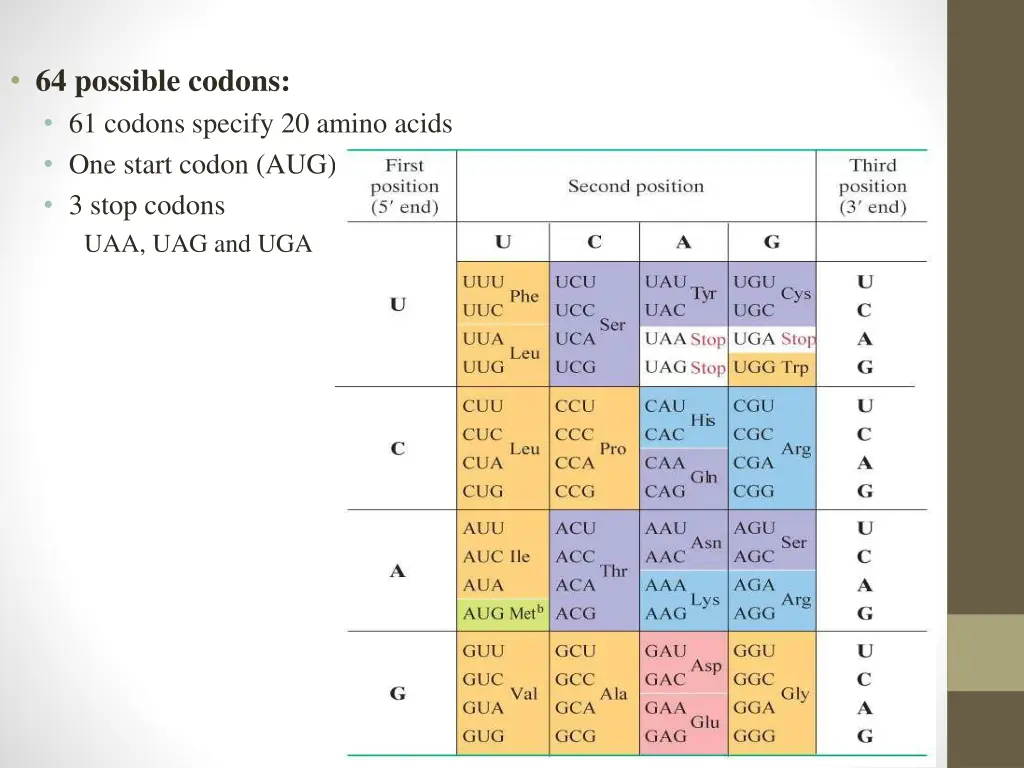 64 possible codons 61 codons specify 20 amino