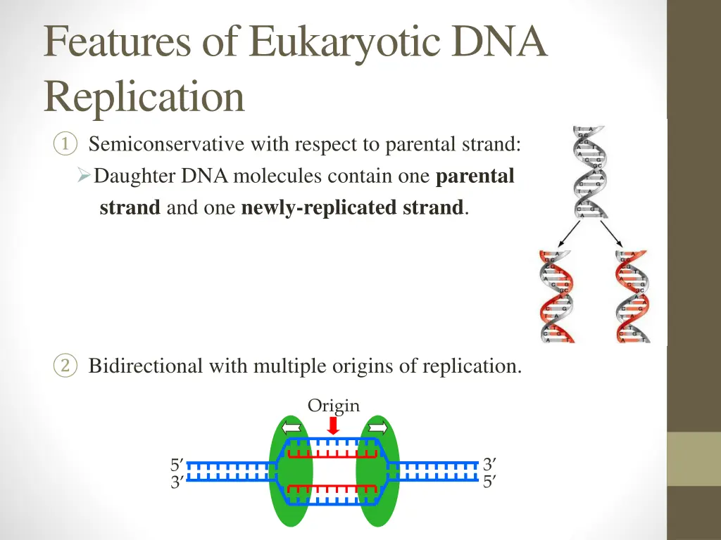 features of eukaryotic dna replication