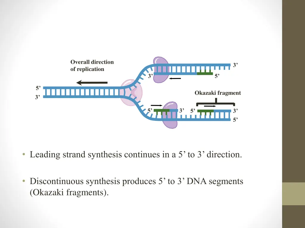 overall direction of replication 1