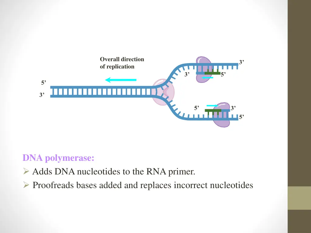 overall direction of replication