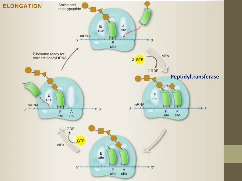 peptidyltransferase