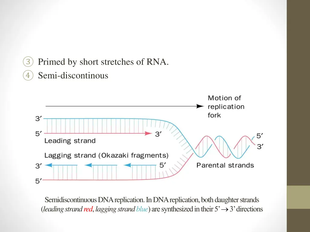 primed by short stretches of rna semi discontinous