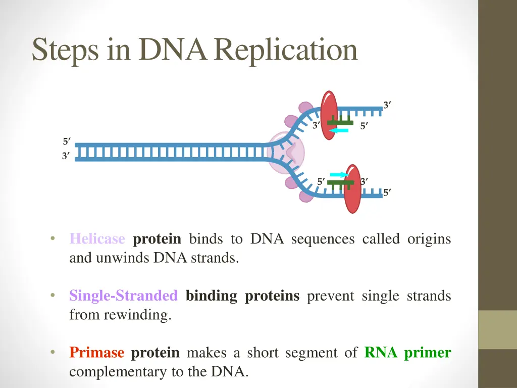 steps in dna replication