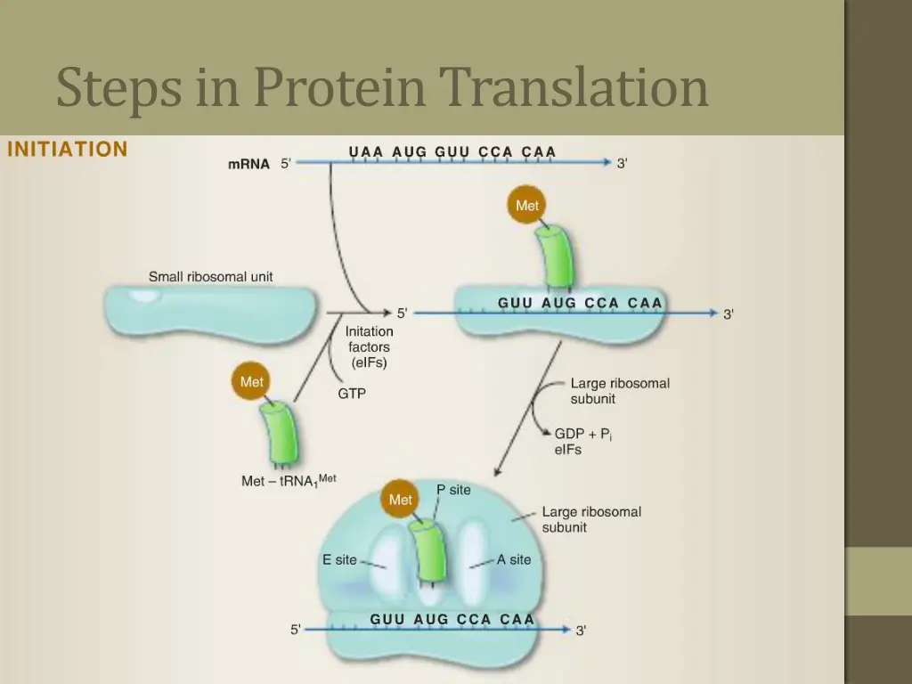 steps in protein translation