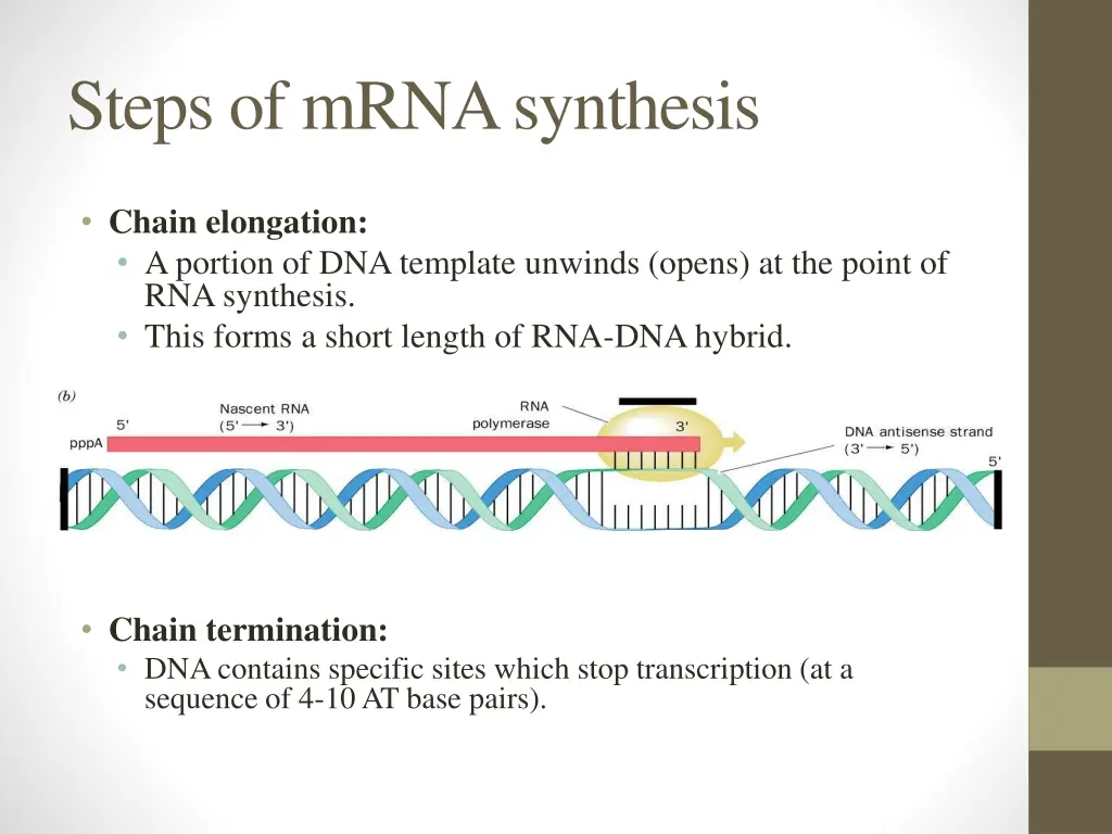 steps of mrna synthesis 1