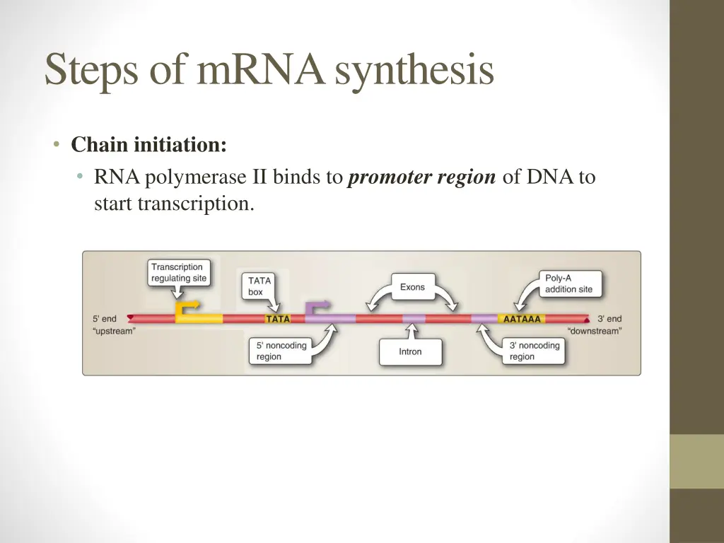 steps of mrna synthesis