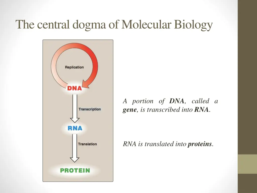 the central dogma of molecular biology 1