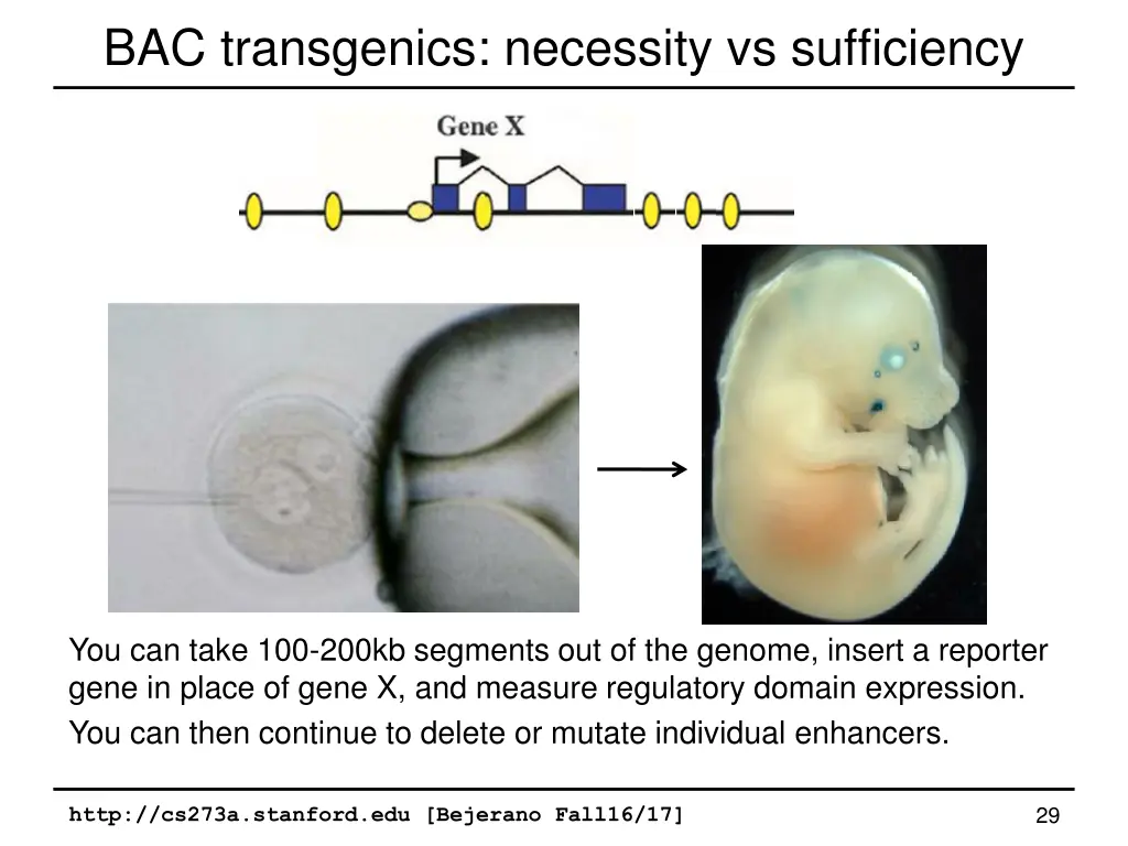 bac transgenics necessity vs sufficiency