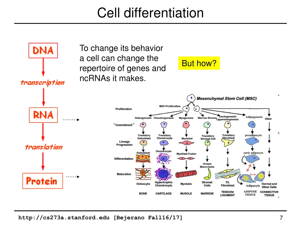 cell differentiation 1