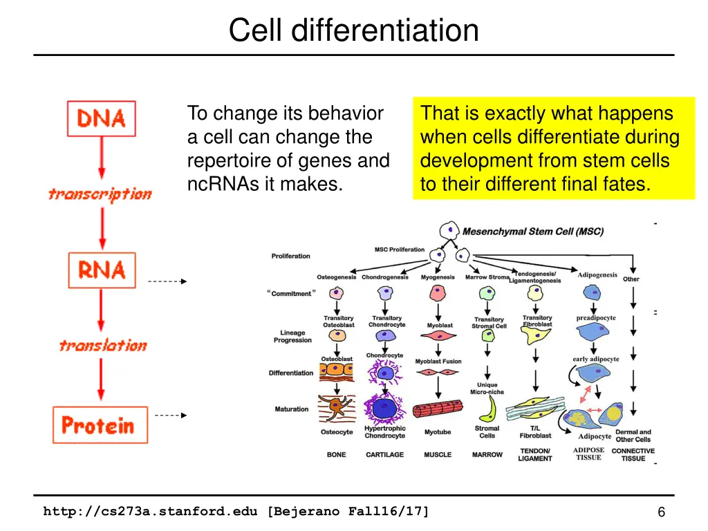 cell differentiation