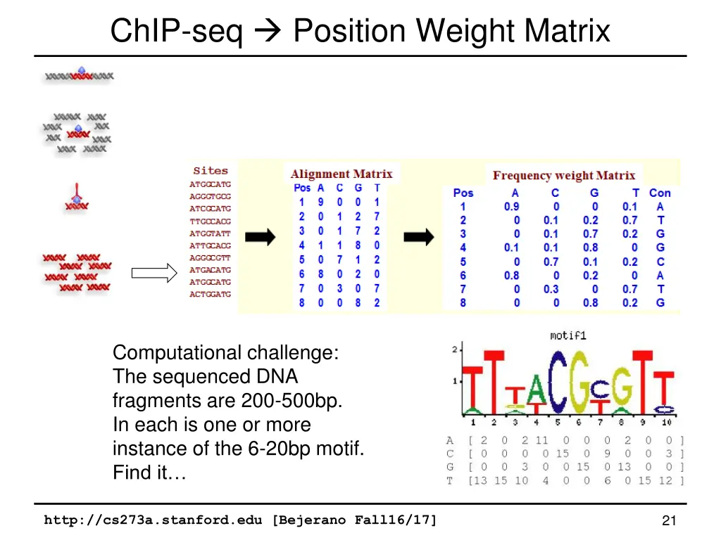 chip seq position weight matrix