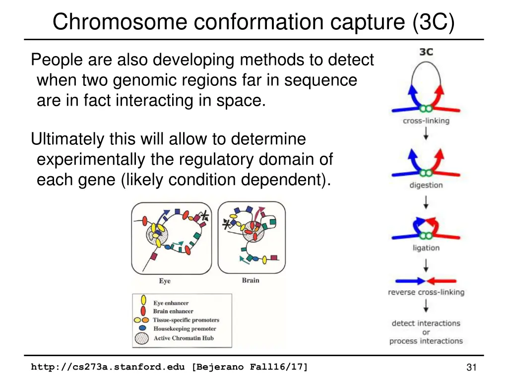 chromosome conformation capture 3c