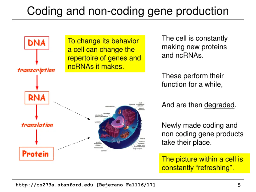 coding and non coding gene production