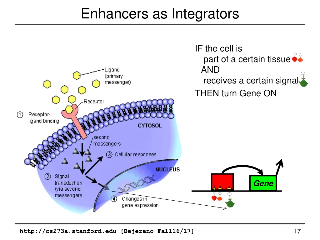 enhancers as integrators