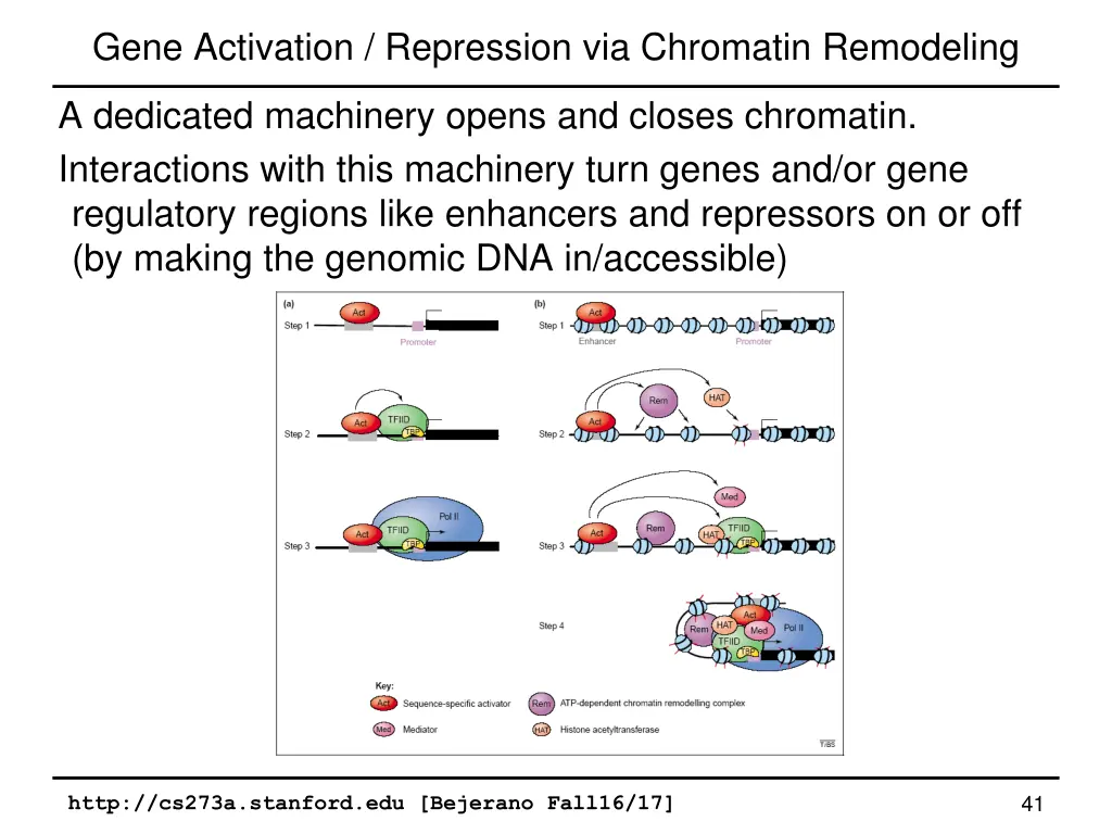 gene activation repression via chromatin