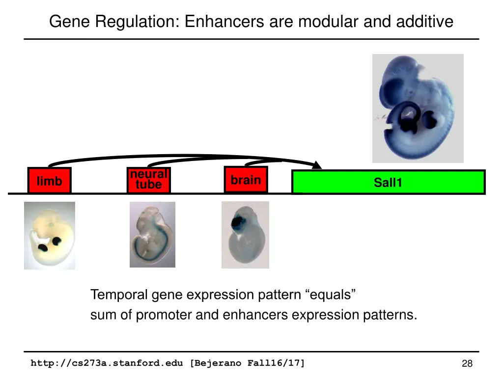 gene regulation enhancers are modular and additive