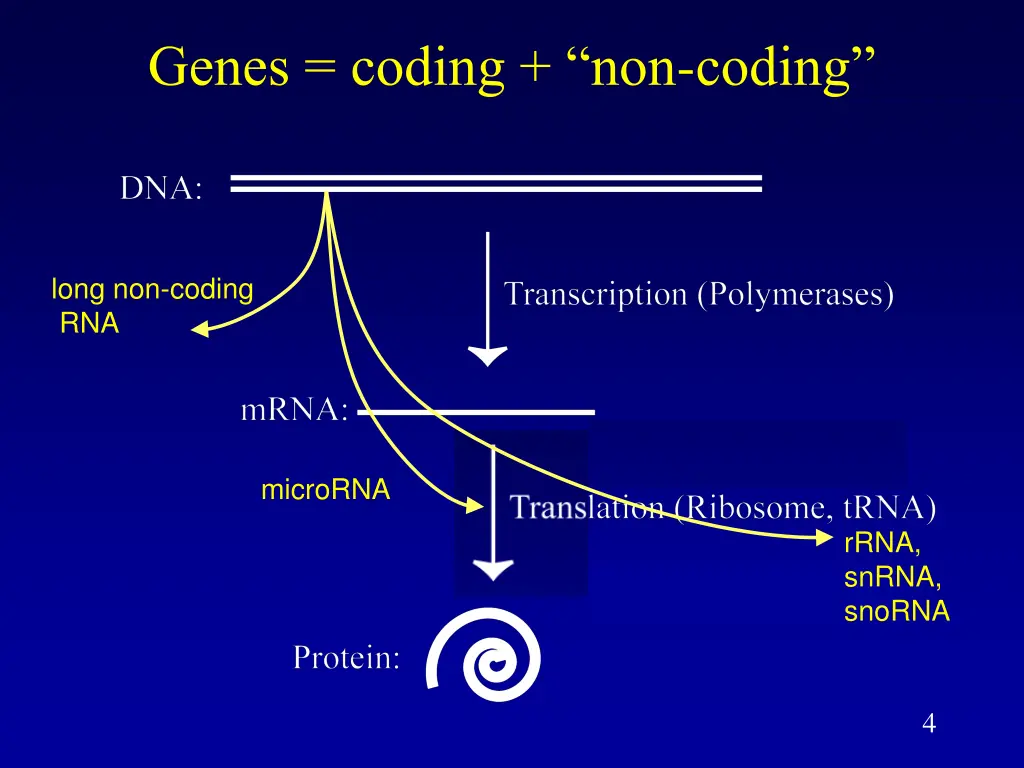 genes coding non coding