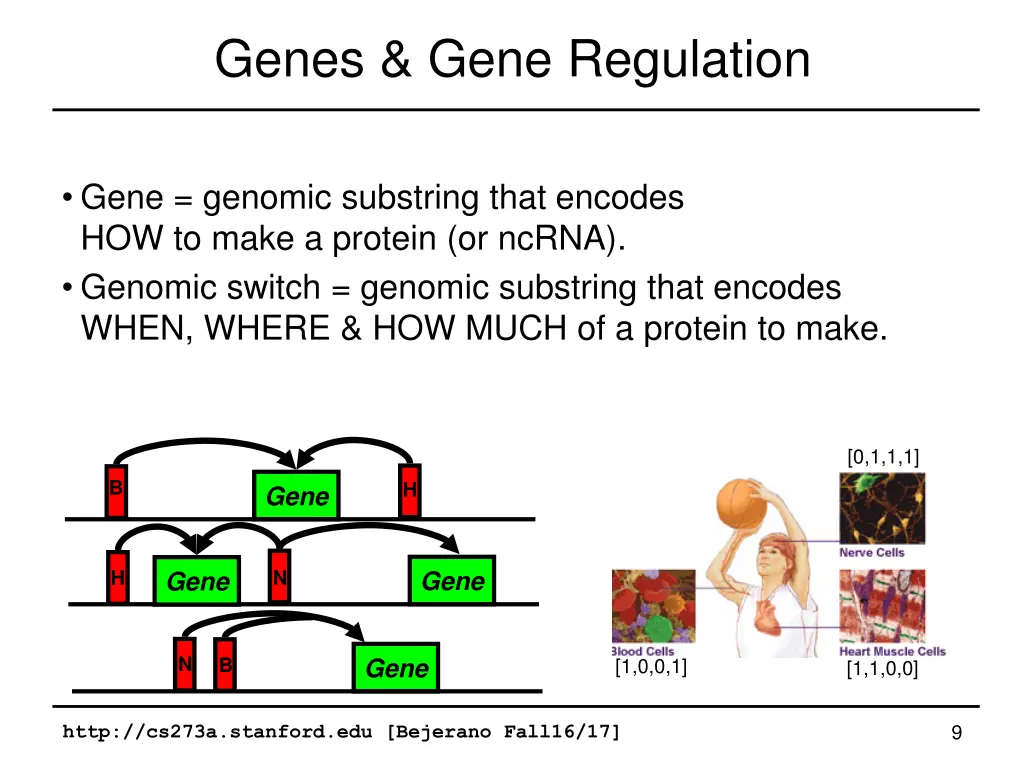 genes gene regulation