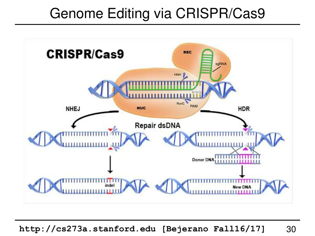 genome editing via crispr cas9