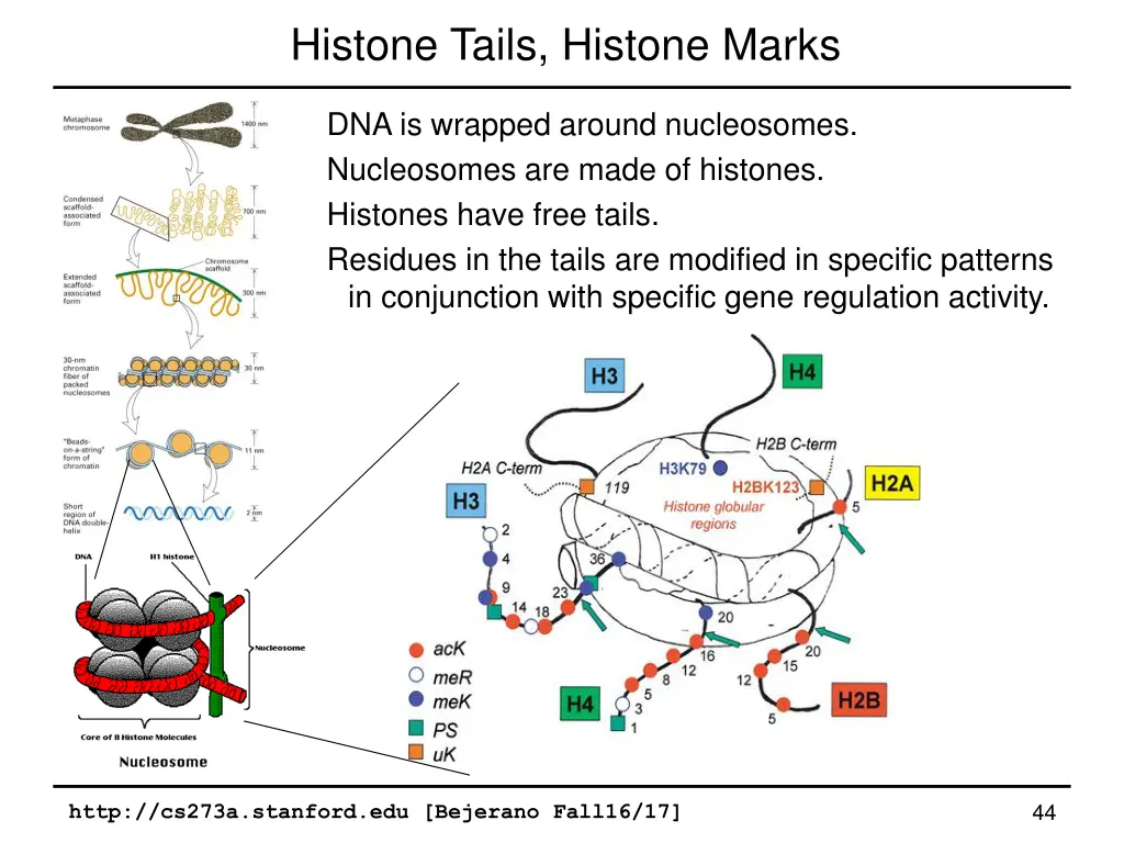 histone tails histone marks