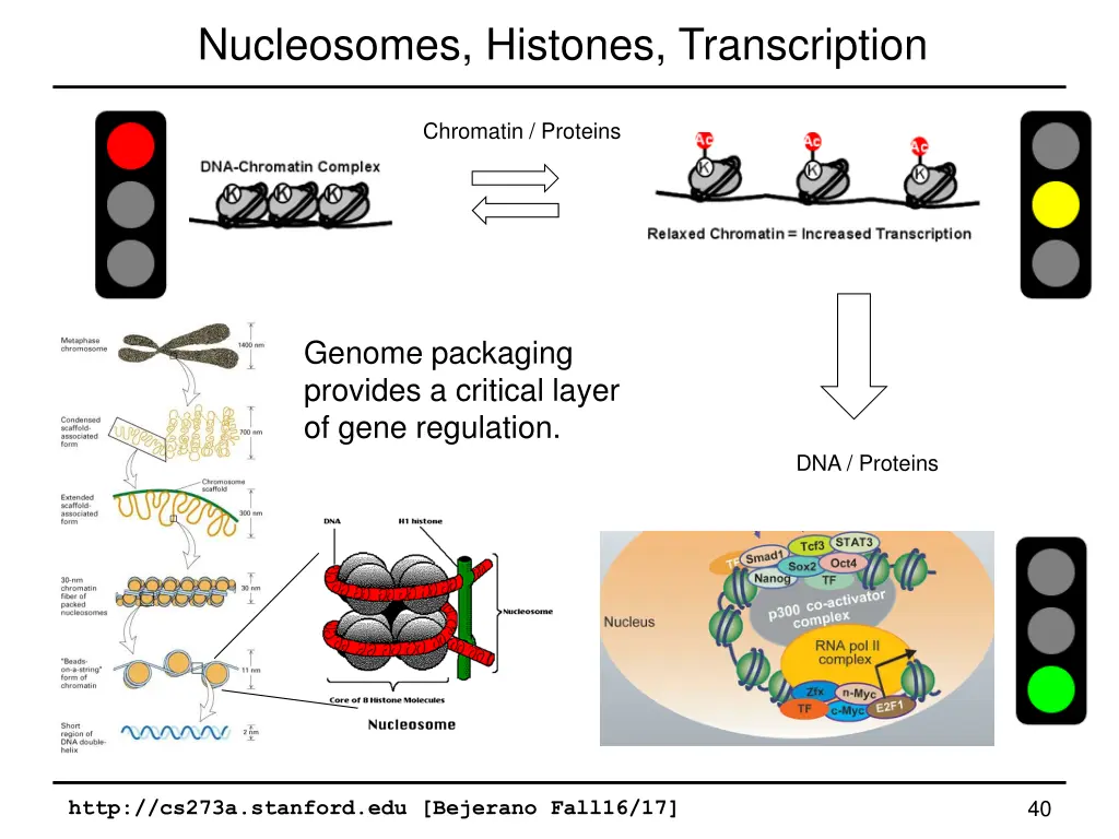 nucleosomes histones transcription