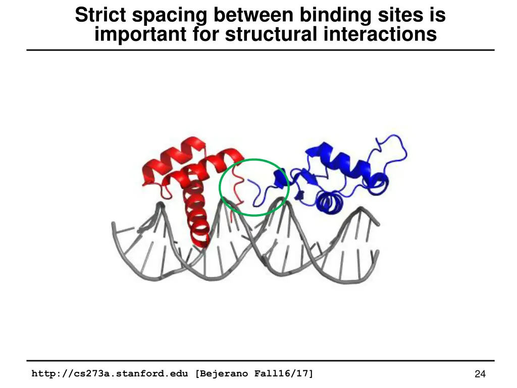 strict spacing between binding sites is important