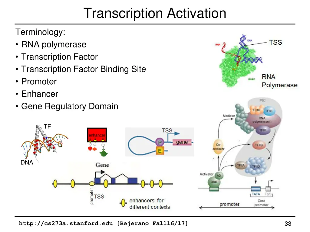 transcription activation