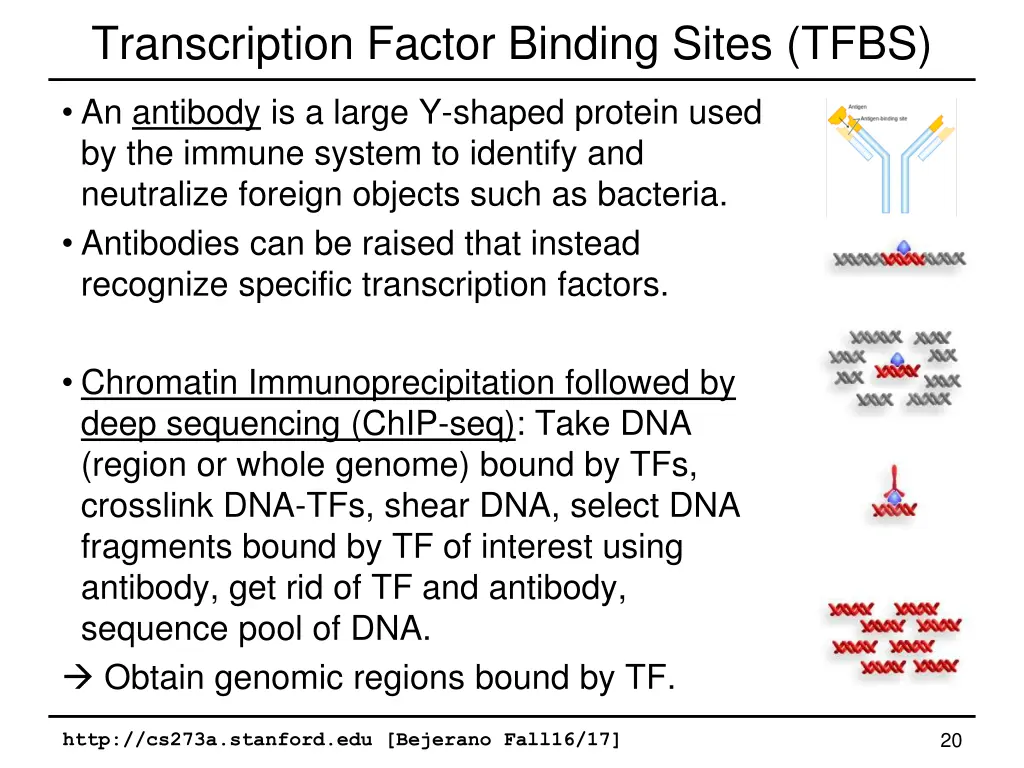 transcription factor binding sites tfbs