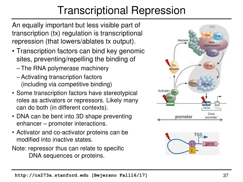 transcriptional repression