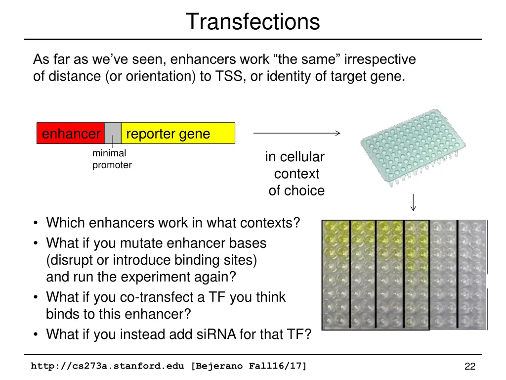 transfections