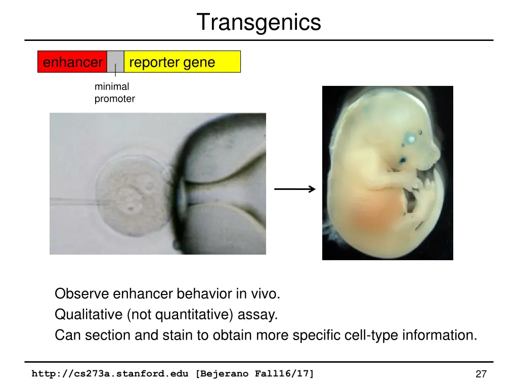 transgenics