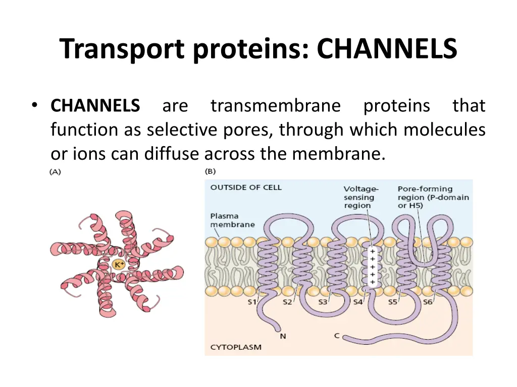 transport proteins channels