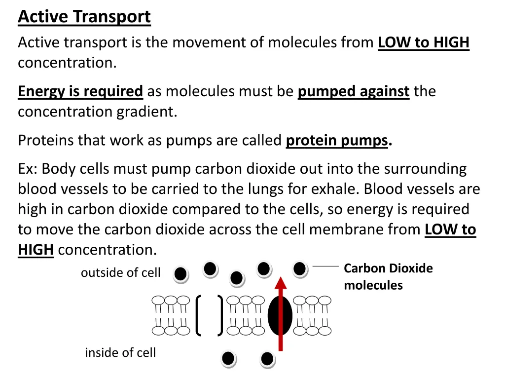 active transport active transport is the movement