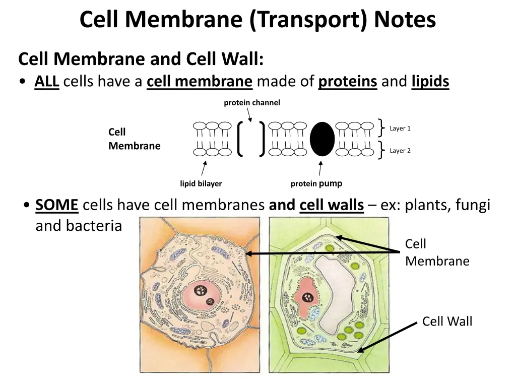 cell membrane transport notes