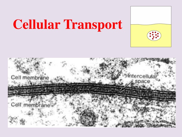 cellular transport