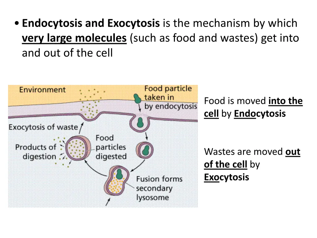 endocytosis and exocytosis is the mechanism