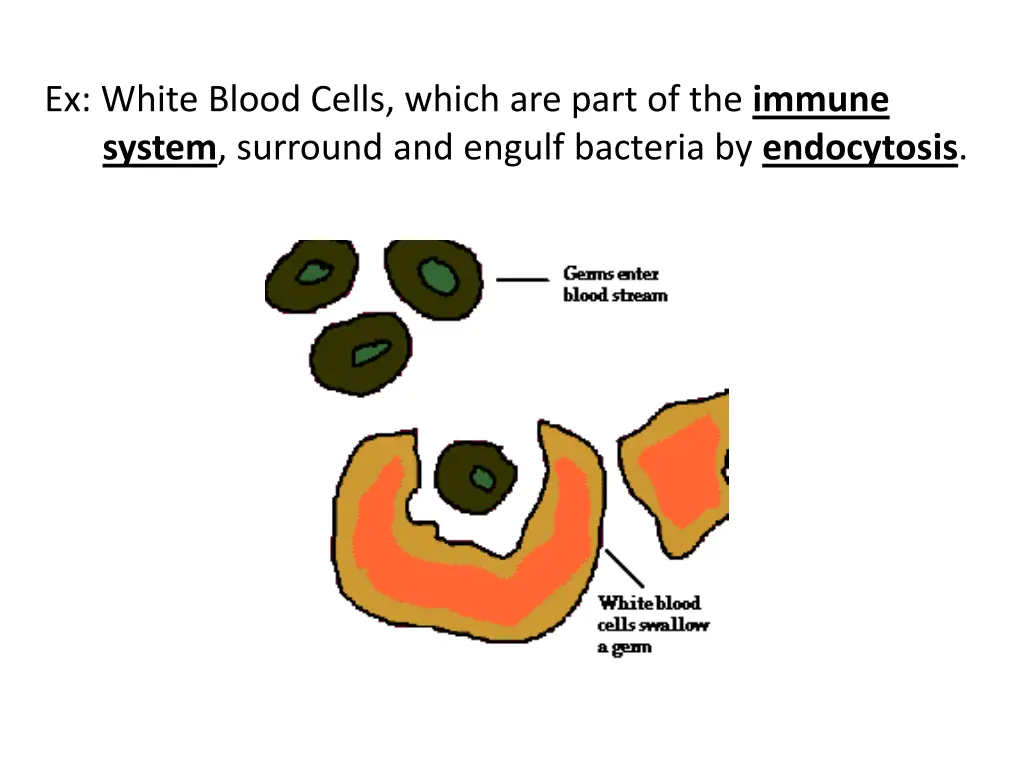 ex white blood cells which are part of the immune