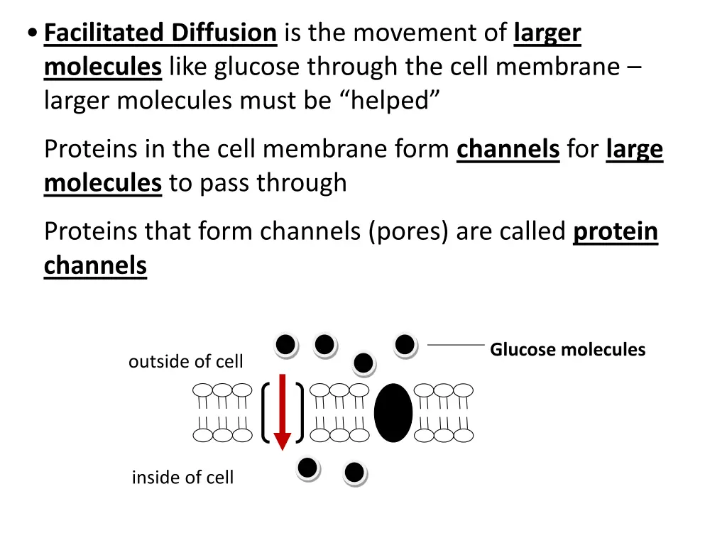 facilitated diffusion is the movement of larger