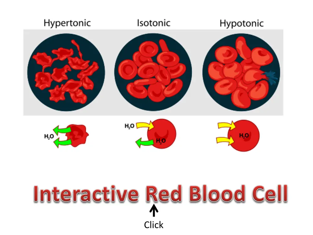 file osmotic pressure on blood cells diagram svg