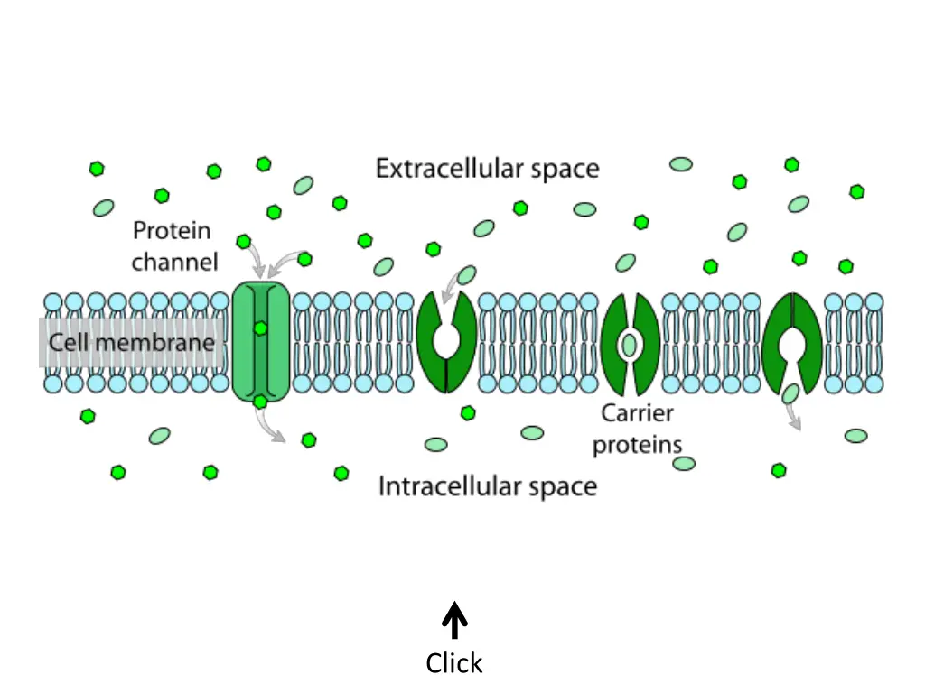 file scheme facilitated diffusion in cell