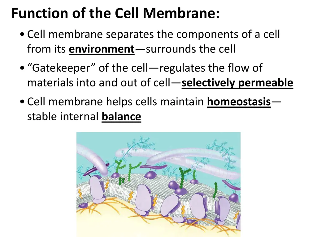 function of the cell membrane