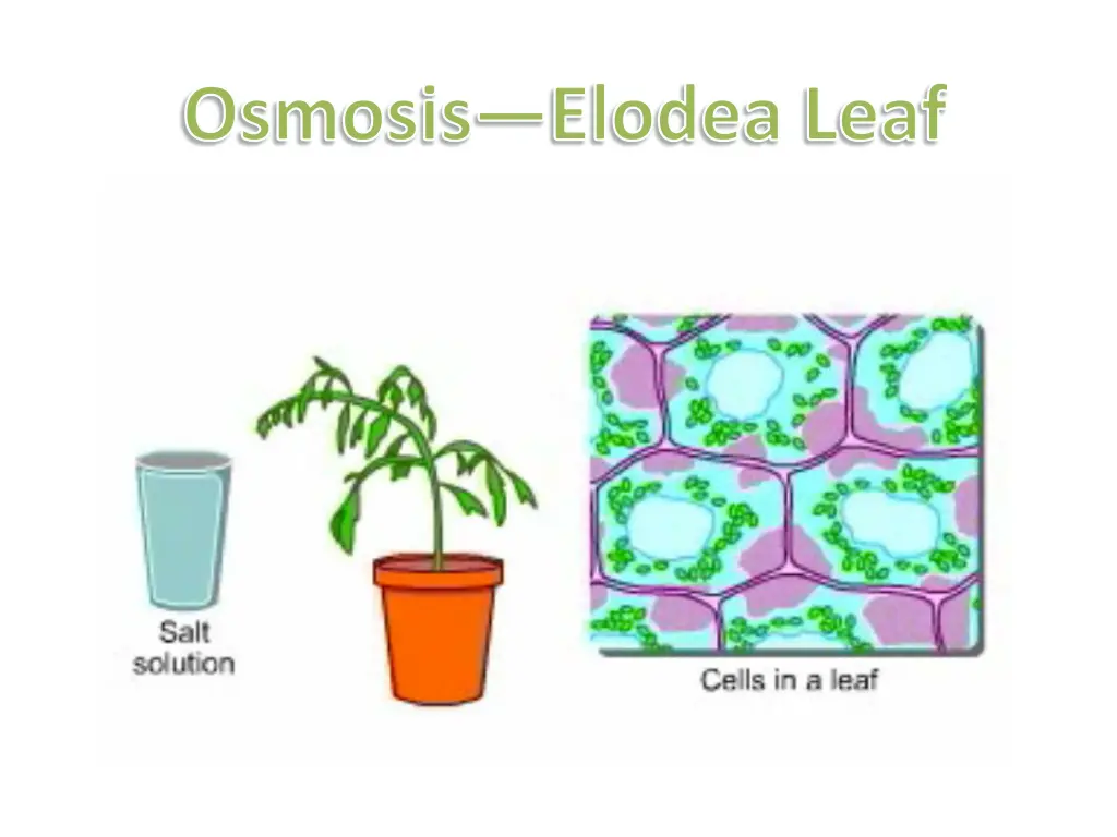 osmosis elodea leaf