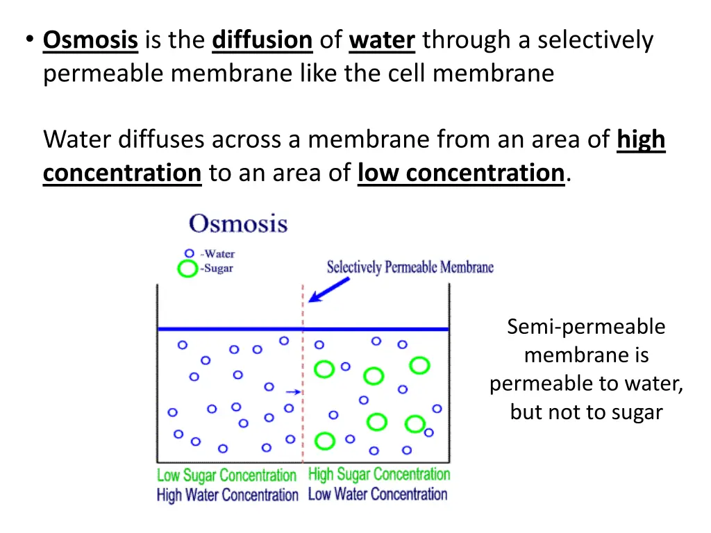 osmosis is the diffusion of water through